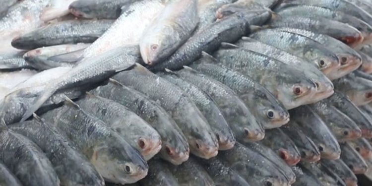 এত ইলিশ হঠাৎ কোথায় হারালো?