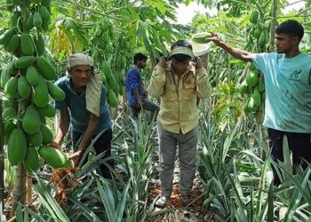 মধুপুরে আনারসের সঙ্গে পেঁপে চাষে রেকর্ড: কৃষকের মুখে হাসি