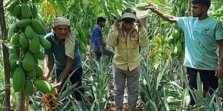 মধুপুরে আনারসের সঙ্গে পেঁপে চাষে রেকর্ড: কৃষকের মুখে হাসি