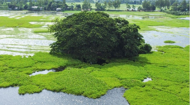 
গোপালপুরে ‘জুগীর ঘোপা’: কল্পকাহিনীর আড়ালে মাদক ও জুয়ার আসর

