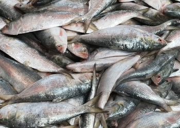 ভরা মৌসুমেও ইলিশের দাম চড়া ক্রেতাদের নাগালের বাইরে