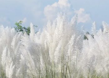 টাঙ্গাইলে কাশফুলের অভয়ারণ্যে মন প্রাণ মিশে একাকার হয়ে ওঠে