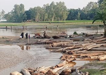 পুষ্পার "লাল চন্দন" ভেবে ভেসে আসা কাঠ নিয়ে কাড়াকাড়ি