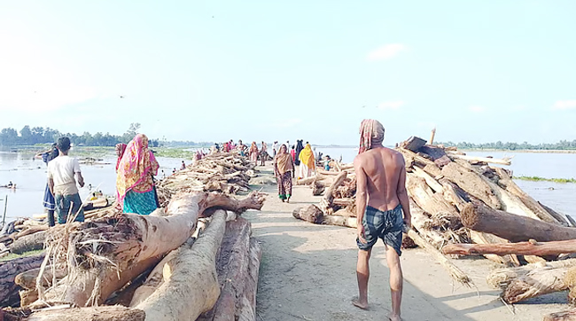 পুষ্পা সিনেমার "লাল চন্দন" ভেবে ভেসে আসা কাঠ নিয়ে কাড়াকাড়ি