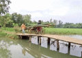 সখীপুরে নড়বড়ে কাঠের সাঁকোতে ঝুঁকিপূর্ণ পারাপার
