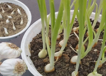 ব্যালকনির টবেই ফলবে রসুন, যত্ন নিতে হবে যেভাবে