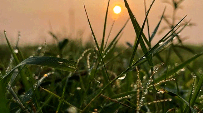 শীতের আগমনে নতুন রূপে সাঁজতে শুরু করেছে প্রকৃতি