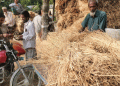 গোপালপুরে ধানের দামের চেয়েও খড়ের দাম বেশি