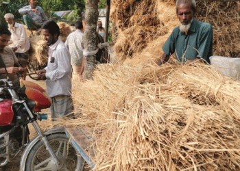 গোপালপুরে ধানের দামের চেয়েও খড়ের দাম বেশি