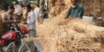 গোপালপুরে ধানের দামের চেয়েও খড়ের দাম বেশি