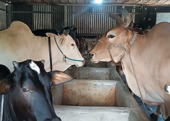 টাঙ্গাইলের ঘাটাইলে এক রাতে ১১টি গরু চুরি