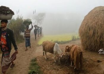 টাঙ্গাইলে শিশির ঝরা শীতে স্নিগ্ধময় গ্রামবাংলার জীবনযাত্রা