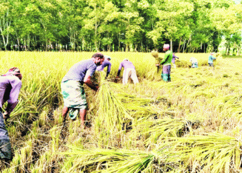 টাঙ্গাইলে রোপা আমন ধানে বাম্পার ফলন, কৃষকের মুখে আনন্দের ঝিলিক