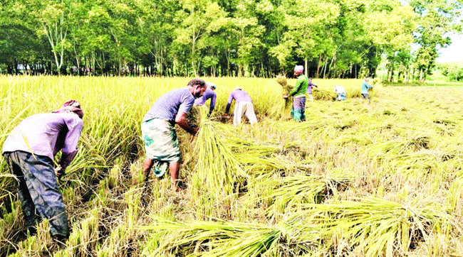 টাঙ্গাইলে রোপা আমন ধানে বাম্পার ফলন, কৃষকের মুখে আনন্দের ঝিলিক