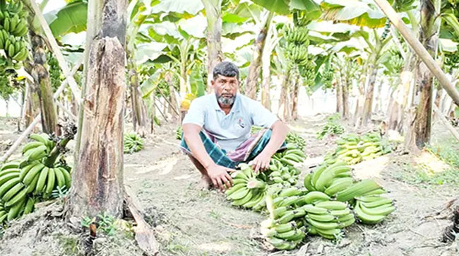 ধনবাড়ীতে প্রায় ৪ শতাধিক কলার কাদি কেটে ফেলেছে দুর্বৃত্তরা