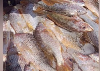 সেন্ট মার্টিনে জালে ধরা পড়ল ১০ লাখ টাকার লাল কোরাল