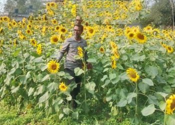 মধুপুরে সূর্যমুখী চাষে স্বর্ণপদকপ্রাপ্ত কৃষক ছানোয়ার হোসেনের ব্যতিক্রমী সফলতা