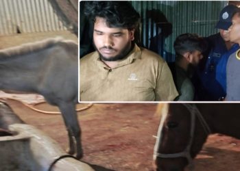 টাঙ্গাইলে ঘোড়া জবাই করে মাংস বিক্রির অভিযোগে গ্রেপ্তার ৪