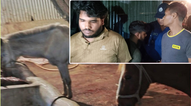টাঙ্গাইলে ঘোড়া জবাই করে মাংস বিক্রির অভিযোগে গ্রেপ্তার ৪