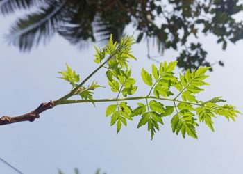 ফাগুনের ছোঁয়ায় টাঙ্গাইলে গাছে গাছে কচি পাতার সবুজ সমারোহ