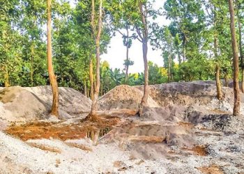মধুপুর শালবনে গজারি গাছ নিধনে নতুন কৌশল, বেহাত হাজারো একর বনভূমি