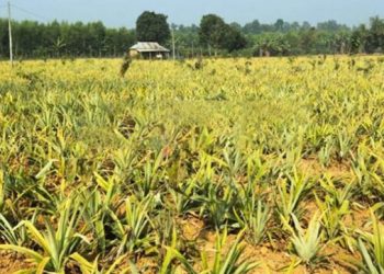 মধুপুর শালবন আনারস ও কলা চাষে উজাড়, অস্তিত্ব রক্ষার দাবি