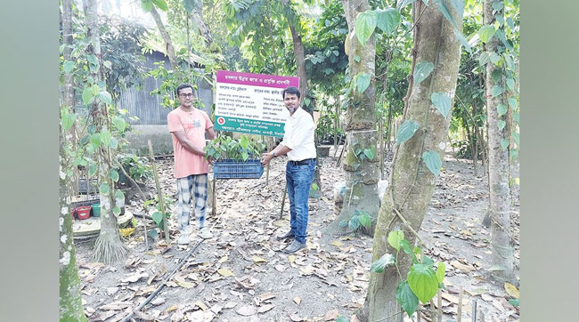 চুইঝাল চাষে তাক লাগালেন ধনবাড়ীর শৌখিন কৃষক তপন বর্দ্ধন