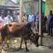 টাঙ্গাইলে অসুস্থ গরু জবাইয়ের চেষ্টা, ভ্রাম্যমাণ আদালতের জরিমানা