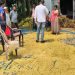 দেলদুয়ারের বিষ্ণুপুরে পাঁকা ধান কেটে নিল দুস্কৃতিকারীরা