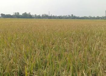 মির্জাপুরে ইটভাটার বিষাক্ত ধোঁয়ায় জমির ধান পুড়ে নষ্ট
