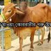 মির্জাপুরে চুরি যাওয়া কোরবানীর গরু উদ্ধার