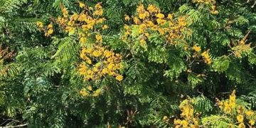 মধুপুর শালবনে কনকচূড়ার হলুদ ফুলে প্রকৃতির মোহনীয় সৌন্দর্য