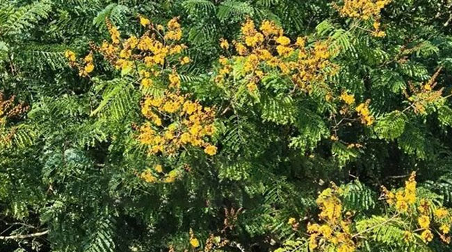 মধুপুর শালবনে কনকচূড়ার হলুদ ফুলে প্রকৃতির মোহনীয় সৌন্দর্য