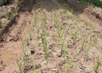 মির্জাপুরে বেহাল রাস্তার প্রতিবাদে ধানের চারা রোপণ, পাকাকরণের দাবি