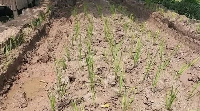 মির্জাপুরে বেহাল রাস্তার প্রতিবাদে ধানের চারা রোপণ, পাকাকরণের দাবি