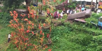 ঝড়ো হাওয়ায় ভেঙে পড়ল গোপালপুরের কৃষ্ণচূড়া গাছ