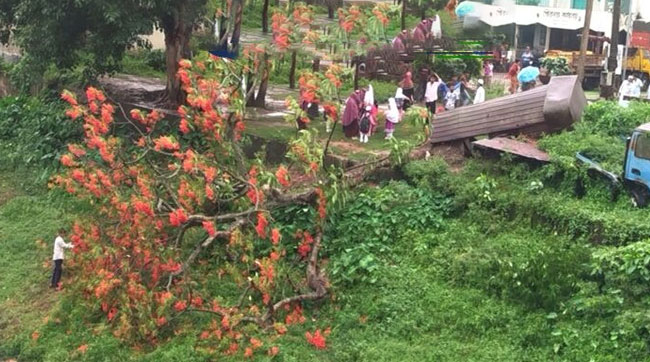 ঝড়ো হাওয়ায় ভেঙে পড়ল গোপালপুরের কৃষ্ণচূড়া গাছ