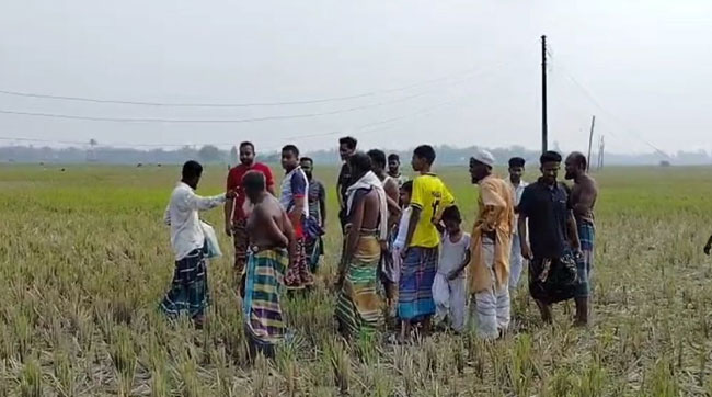 কালিহাতীতে ঝুঁকিপূর্ণ বিদ্যুৎ লাইনে বিদ্যুৎস্পৃষ্ট হয়ে ৫ গরুর মৃত্যু