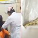 রাসেল ভাইপারের কামড়ে আহত শিশু, সাপসহ হাসপাতালে স্বজনরা