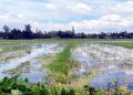 গোপালপুরে জলাবদ্ধতায় ২৫০ বিঘা কৃষিজমি অনাবাদি, বিপাকে দুই শতাধিক কৃষক