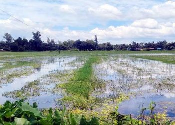 গোপালপুরে জলাবদ্ধতায় ২৫০ বিঘা কৃষিজমি অনাবাদি, বিপাকে দুই শতাধিক কৃষক