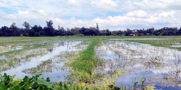 গোপালপুরে জলাবদ্ধতায় ২৫০ বিঘা কৃষিজমি অনাবাদি, বিপাকে দুই শতাধিক কৃষক