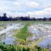 গোপালপুরে জলাবদ্ধতায় ২৫০ বিঘা কৃষিজমি অনাবাদি, বিপাকে দুই শতাধিক কৃষক