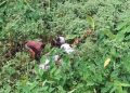 টাঙ্গাইলে দুই দিন পর নিখোঁজ বিধবার মরদেহ উদ্ধার, পরিবারের দাবি খুন