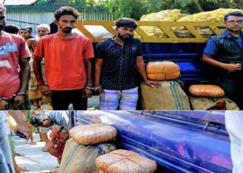 গোপালপুর আলুর পিকআপে ৪০ কেজি গাঁজা, র‍্যাবের অভিযানে আটক ৩