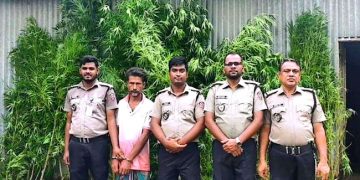 টাঙ্গাইলে পাট ক্ষেত থেকে ১১টি গাঁজার গাছসহ মাদক ব্যবসায়ী গ্রেফতার