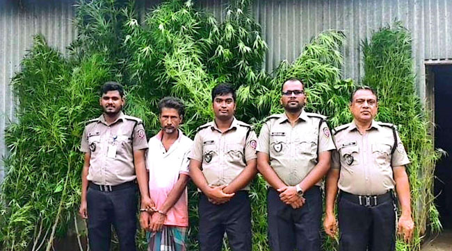 টাঙ্গাইলে পাট ক্ষেত থেকে ১১টি গাঁজার গাছসহ মাদক ব্যবসায়ী গ্রেফতার