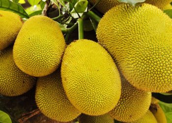 বাংলাদেশ থেকে কাঁঠাল আমদানির অনুমোদন দিল চীন