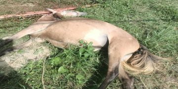 গভীর রাতে ১০টি ঘোড়া জবাই করলেও ফেলে গেল জবাই করা তিনটি ঘোড়া 