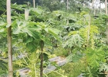 মধুপুরে ভেজাল বীজে পেঁপেচাষিদের ৪ কোটি ৫২ লাখ টাকা ক্ষতি
